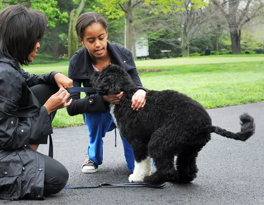 Cão de Água Portuguesa (30 fotos): Raça Descrição Português Weasser, Cão de Conteúdo 12247_14