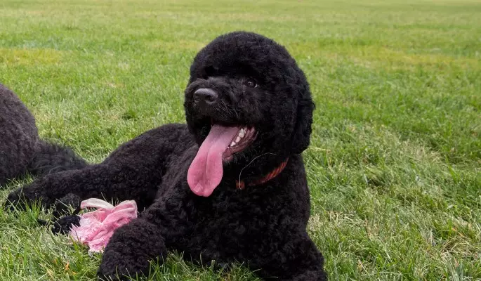 Cão de Água Portuguesa (30 fotos): Raça Descrição Português Weasser, Cão de Conteúdo 12247_15