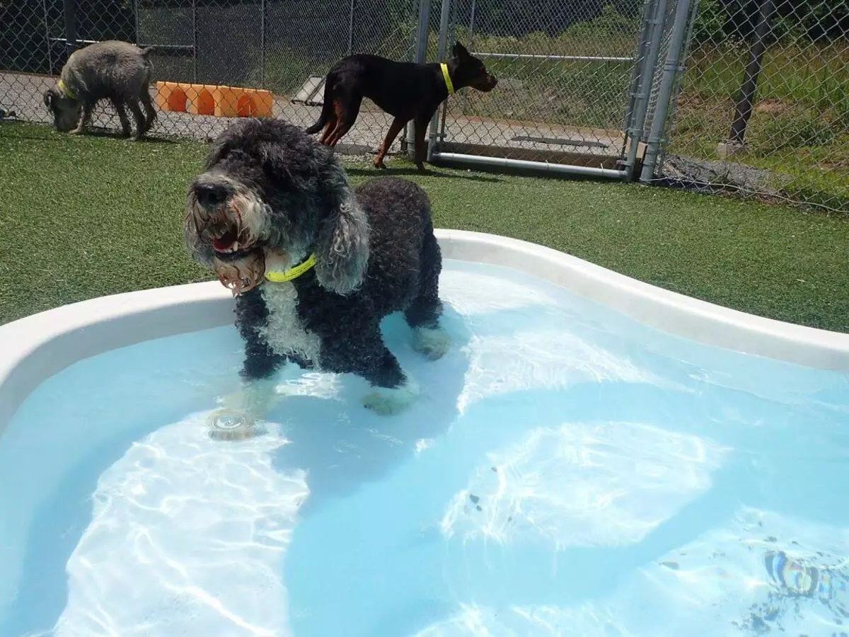 Portoghese Water Dog (30 foto): Breed Descrizione Portoghese Weasser, Caratteristiche dei contenuti per cani 12247_25