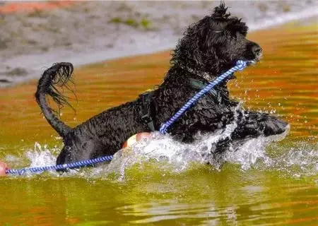 สุนัขน้ำโปรตุเกส (30 รูป): สายพันธุ์คำอธิบายโปรตุเกส Weasser, คุณสมบัติของสุนัข 12247_26
