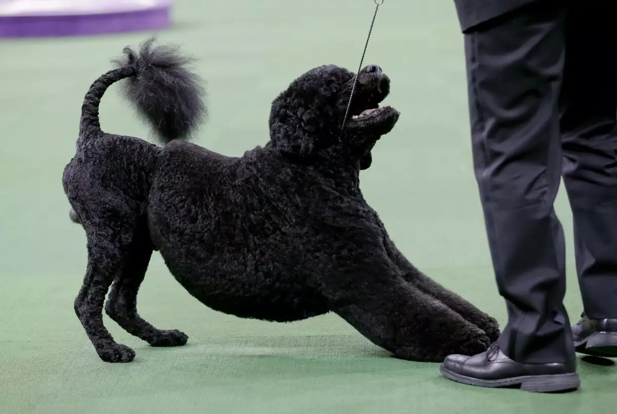 Portugisisk vattenhund (30 bilder): Ras Beskrivning Portugisiska Weasser, hundinnehållsfunktioner 12247_29