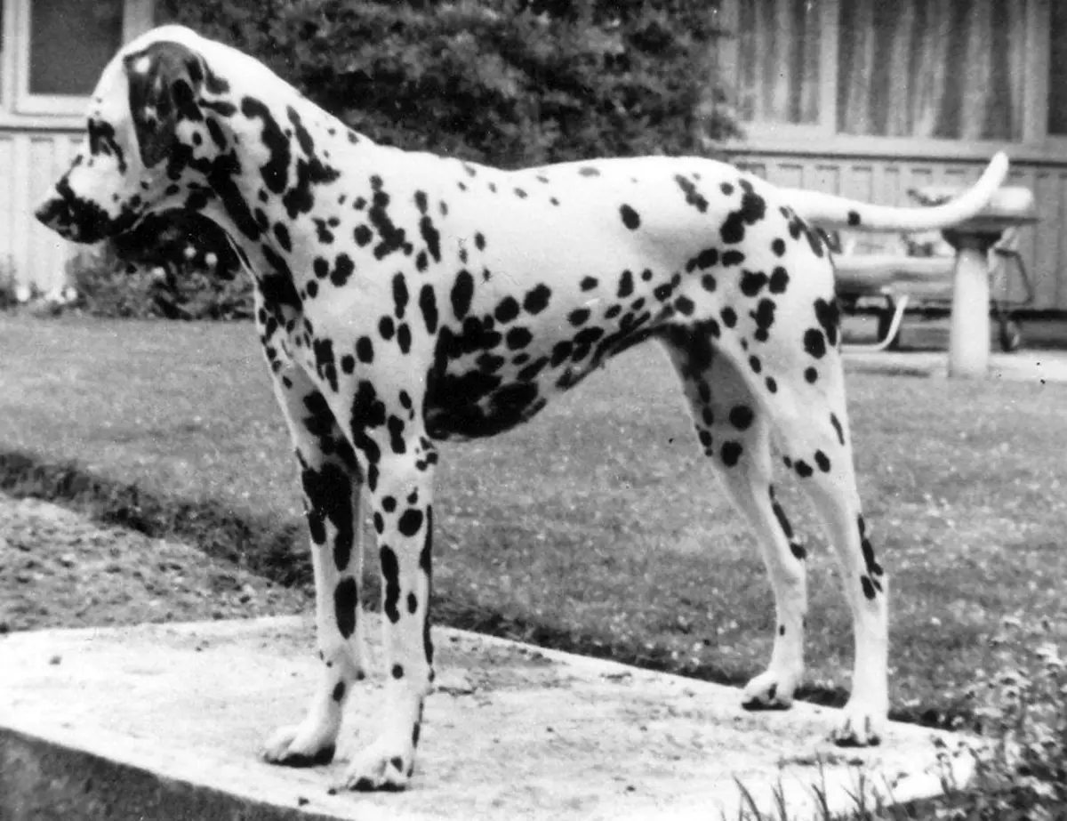 Dalmatian (89 foto): Deskripsyon puppies ak chen granmoun, karakteristik sa yo nan nati a nan kwaze la. Karakteristik nan methots. Pwopriyetè Reviews 12249_10