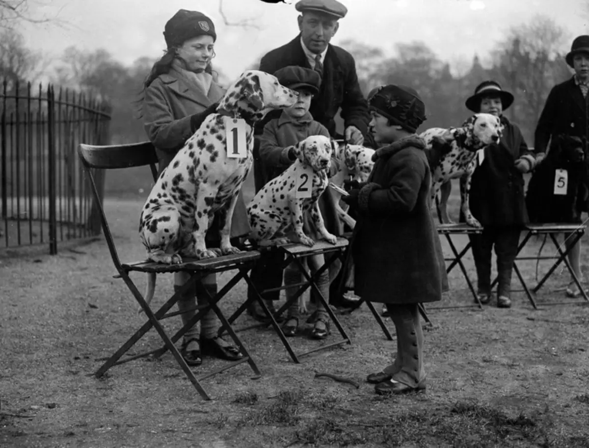 Dalmation (89 foto's): Beskrywing van hondjies en volwasse honde, die eienskappe van die aard van die ras. Kenmerkend van methots. Eienaar se resensies 12249_11