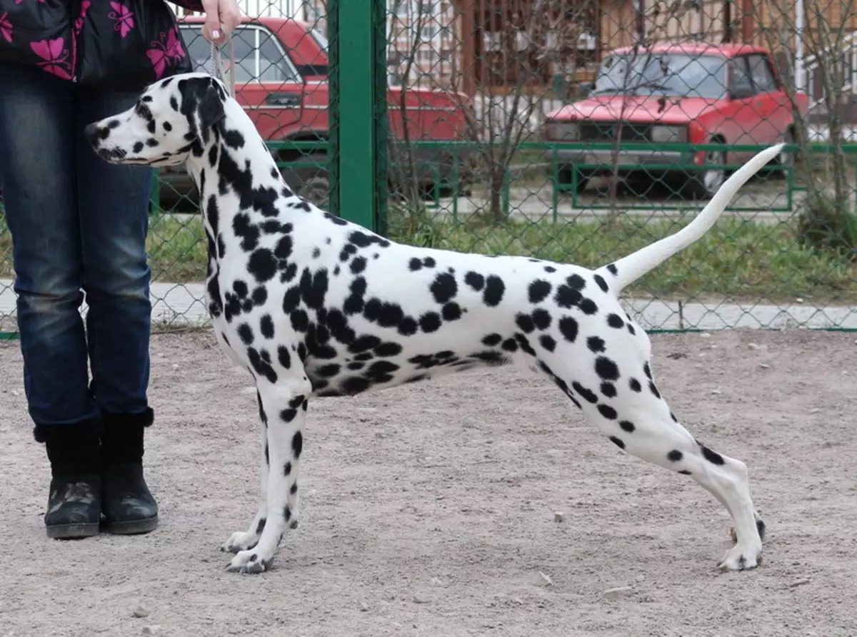 Dalmatian (89 รูป): คำอธิบายของลูกสุนัขและสุนัขสำหรับผู้ใหญ่ลักษณะของธรรมชาติของสายพันธุ์ ลักษณะของ methots ความคิดเห็นกรรมสิทธิ์ 12249_13