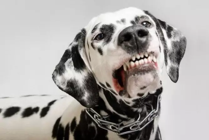 Dalmation (89 foto's): Beskrywing van hondjies en volwasse honde, die eienskappe van die aard van die ras. Kenmerkend van methots. Eienaar se resensies 12249_16