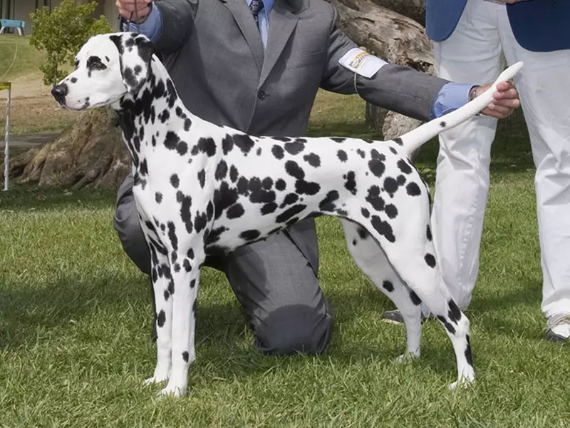 Dalmatian (89 사진) : 강아지와 성인 개 설명, 품종의 성격의 특성. 메텐의 특성. 소유권 리뷰 12249_17