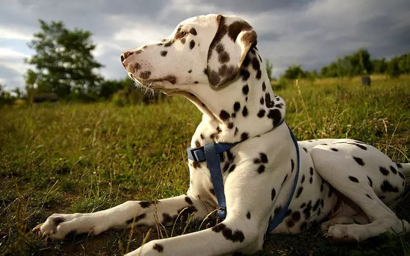 Dalmaçyalı (89 fotoğraf): yavru ve yetişkin köpeklerin açıklaması, cins doğanın özellikleri. yöntemlerini karakteristik. Mülkiyet yorumlar 12249_19