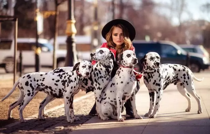 Dalmatian (89 foto): Deskripsyon puppies ak chen granmoun, karakteristik sa yo nan nati a nan kwaze la. Karakteristik nan methots. Pwopriyetè Reviews 12249_2