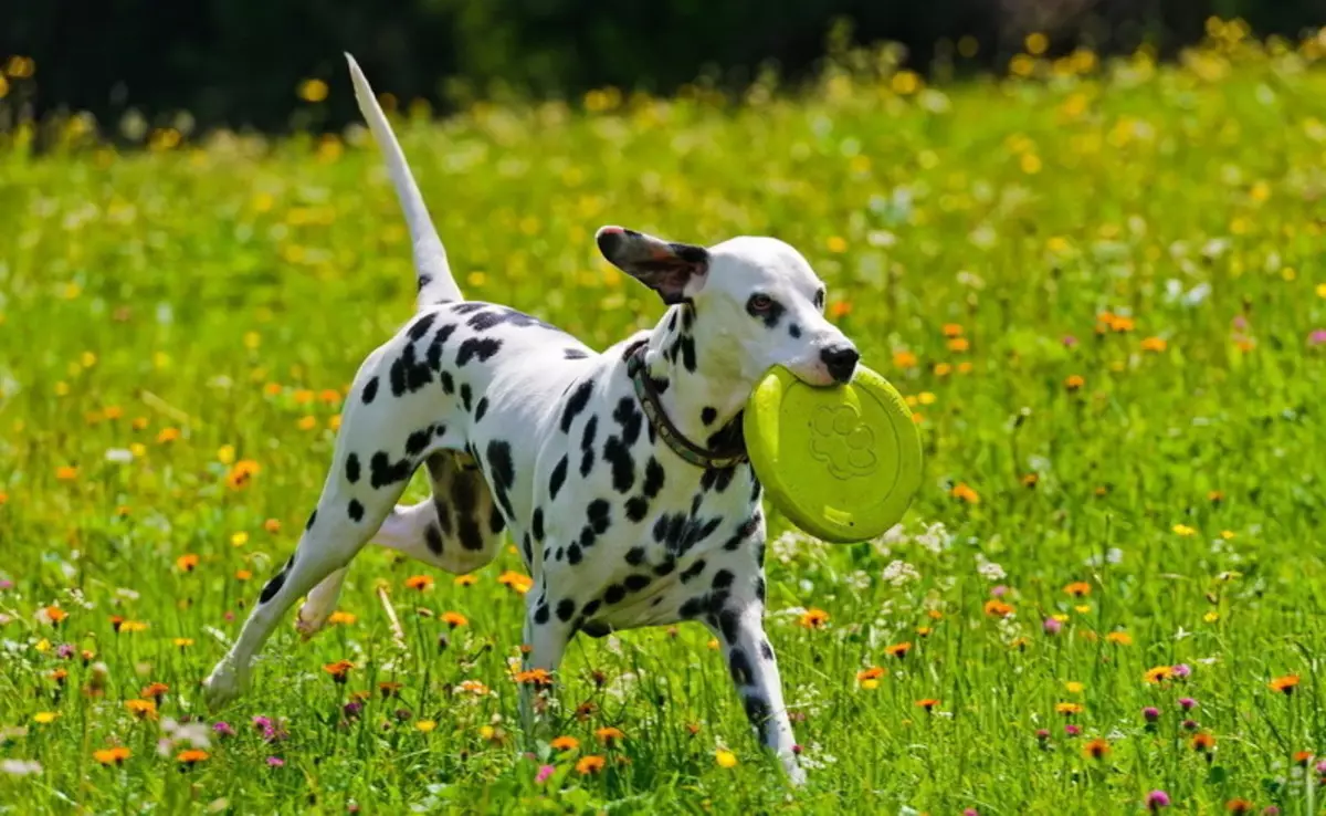Dalmatian (89 عکس): شرح توله سگ ها و سگ های بزرگسالان، ویژگی های ماهیت نژاد. مشخصه متوس ها بررسی مالکیت 12249_22