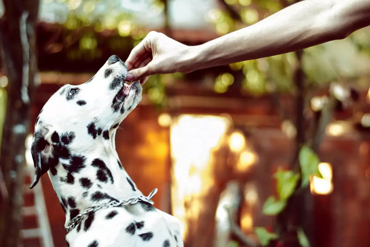 Dalmatian (89 foto): Deskripsyon puppies ak chen granmoun, karakteristik sa yo nan nati a nan kwaze la. Karakteristik nan methots. Pwopriyetè Reviews 12249_25