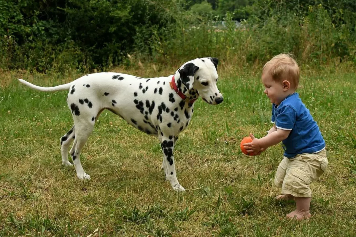 Dalmaçyalı (89 fotoğraf): yavru ve yetişkin köpeklerin açıklaması, cins doğanın özellikleri. yöntemlerini karakteristik. Mülkiyet yorumlar 12249_27