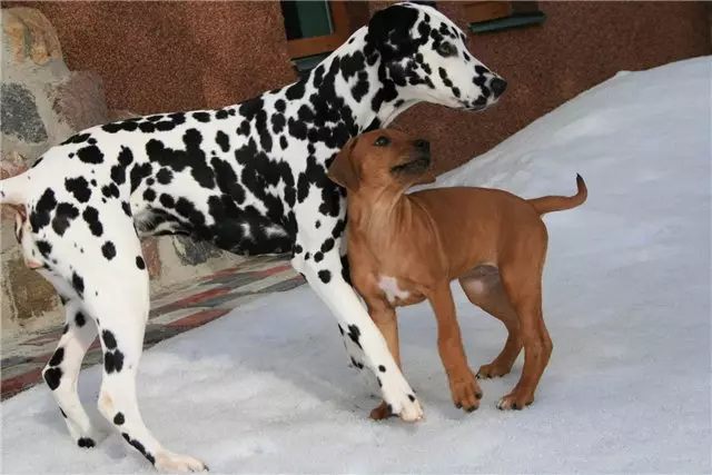 Dalmatian (89 รูป): คำอธิบายของลูกสุนัขและสุนัขสำหรับผู้ใหญ่ลักษณะของธรรมชาติของสายพันธุ์ ลักษณะของ methots ความคิดเห็นกรรมสิทธิ์ 12249_29