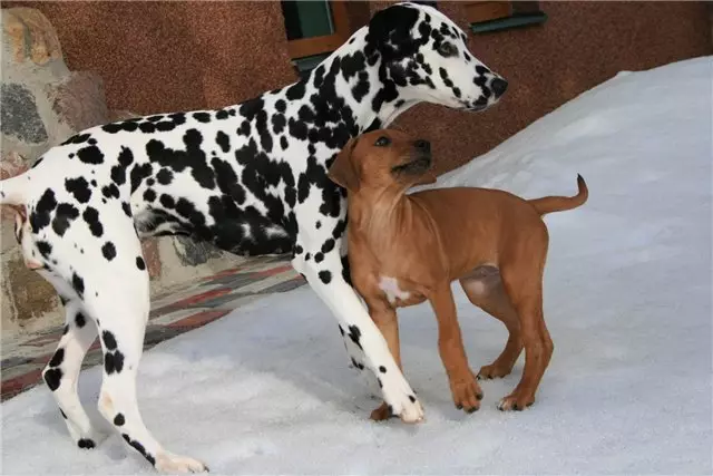 Dalmation (89 foto's): Beskrywing van hondjies en volwasse honde, die eienskappe van die aard van die ras. Kenmerkend van methots. Eienaar se resensies 12249_29