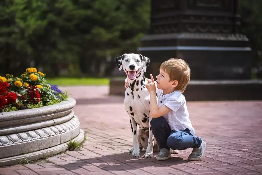 Dalmaçyalı (89 fotoğraf): yavru ve yetişkin köpeklerin açıklaması, cins doğanın özellikleri. yöntemlerini karakteristik. Mülkiyet yorumlar 12249_30