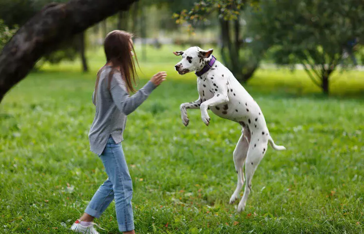Dalmatian (89 사진) : 강아지와 성인 개 설명, 품종의 성격의 특성. 메텐의 특성. 소유권 리뷰 12249_31