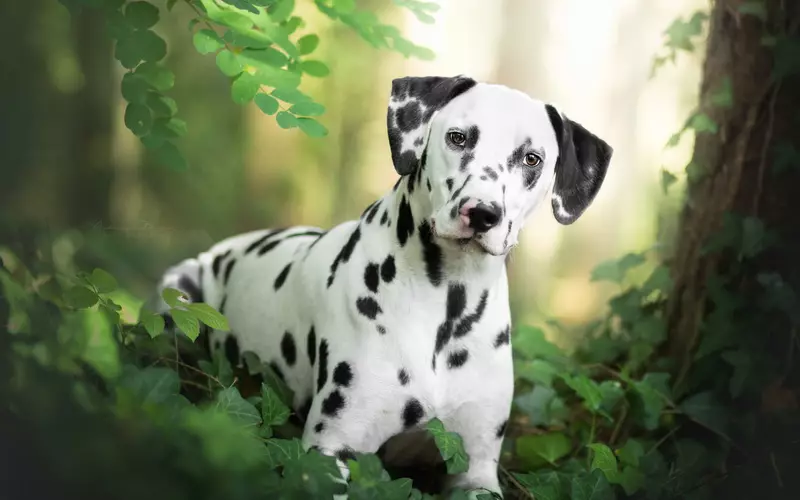 Dalmatian (89 foto): Deskripsyon puppies ak chen granmoun, karakteristik sa yo nan nati a nan kwaze la. Karakteristik nan methots. Pwopriyetè Reviews 12249_32