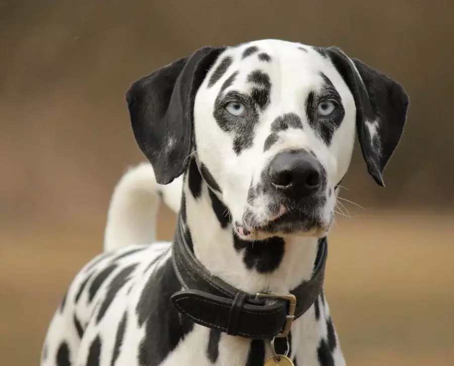 Dalmation (89 foto's): Beskrywing van hondjies en volwasse honde, die eienskappe van die aard van die ras. Kenmerkend van methots. Eienaar se resensies 12249_33