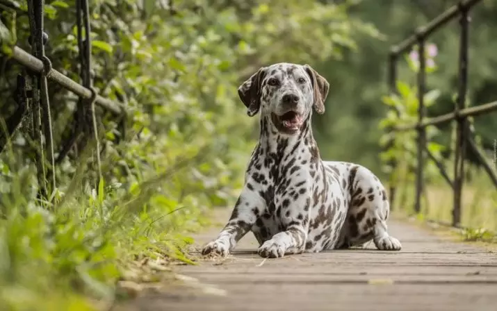 Dalmatian (89 foto): Deskripsyon puppies ak chen granmoun, karakteristik sa yo nan nati a nan kwaze la. Karakteristik nan methots. Pwopriyetè Reviews 12249_34