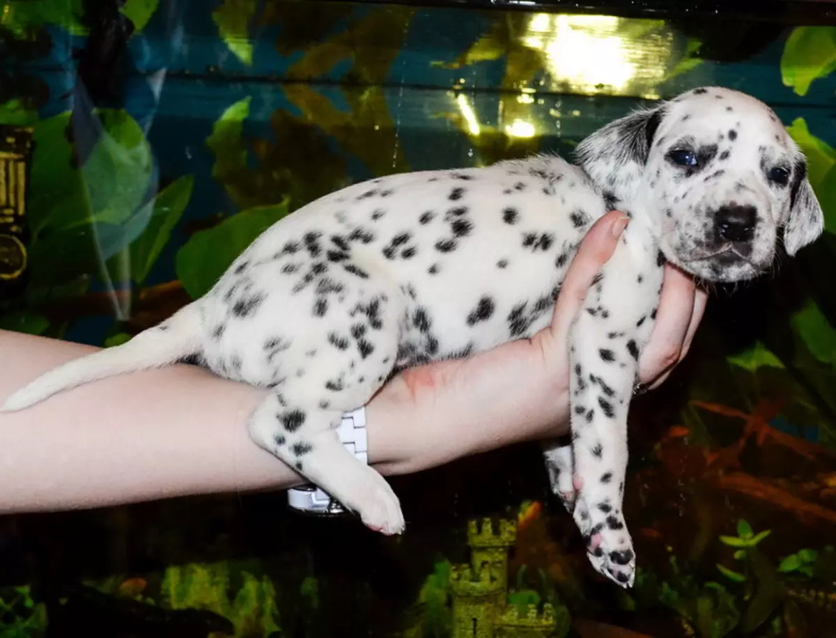Dalmatian (89 foto): Deskripsyon puppies ak chen granmoun, karakteristik sa yo nan nati a nan kwaze la. Karakteristik nan methots. Pwopriyetè Reviews 12249_38