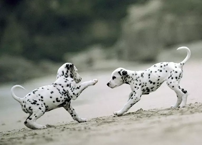 Dalmatian (89 รูป): คำอธิบายของลูกสุนัขและสุนัขสำหรับผู้ใหญ่ลักษณะของธรรมชาติของสายพันธุ์ ลักษณะของ methots ความคิดเห็นกรรมสิทธิ์ 12249_40