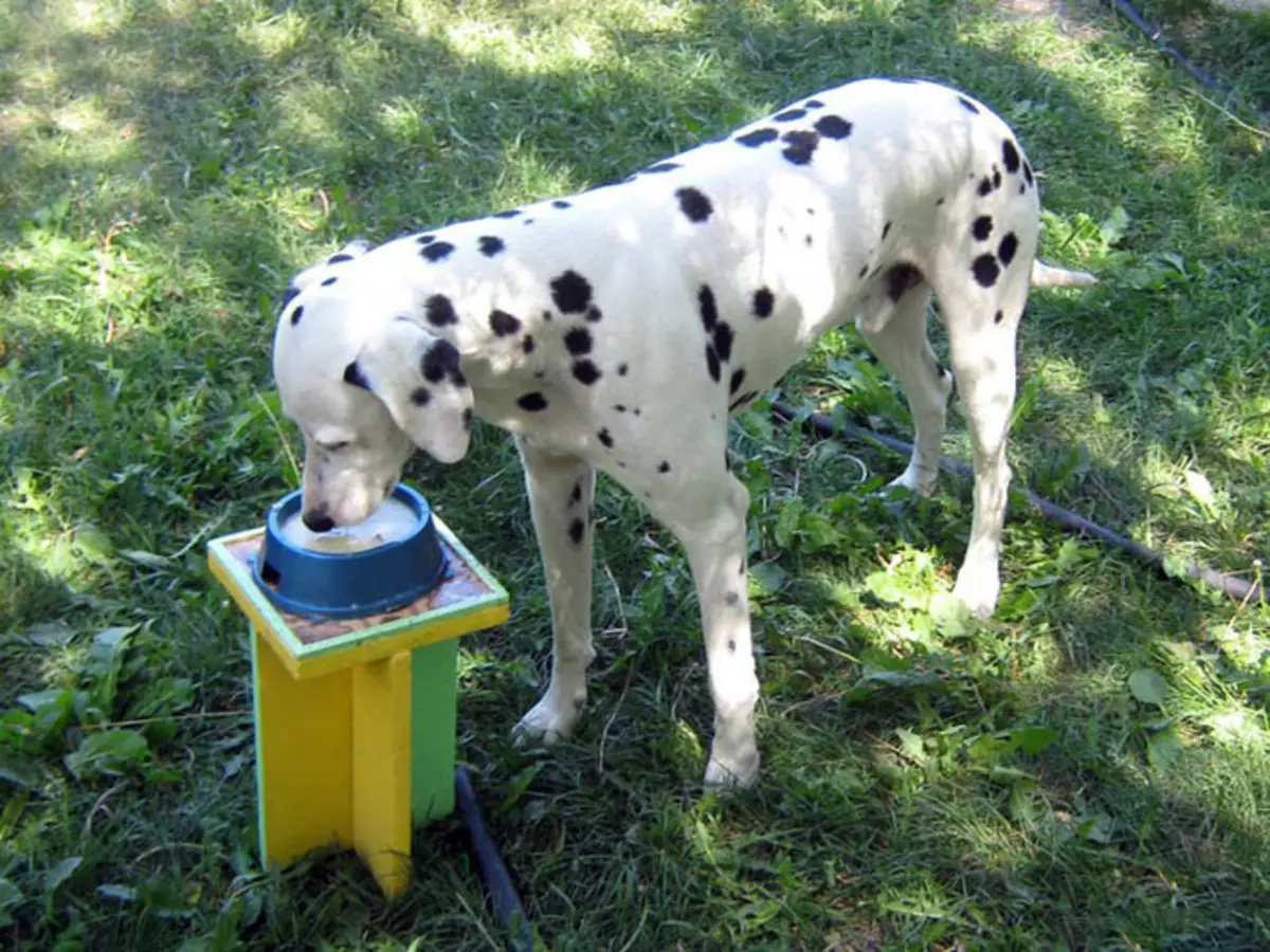 Dalmatian (89 foto): Deskripsyon puppies ak chen granmoun, karakteristik sa yo nan nati a nan kwaze la. Karakteristik nan methots. Pwopriyetè Reviews 12249_42