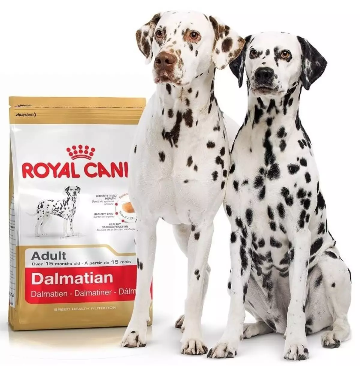 Dalmatian (89 รูป): คำอธิบายของลูกสุนัขและสุนัขสำหรับผู้ใหญ่ลักษณะของธรรมชาติของสายพันธุ์ ลักษณะของ methots ความคิดเห็นกรรมสิทธิ์ 12249_43