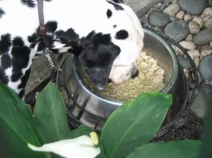 Dalmatian (89 foto): Deskripsyon puppies ak chen granmoun, karakteristik sa yo nan nati a nan kwaze la. Karakteristik nan methots. Pwopriyetè Reviews 12249_53