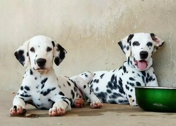 Dalmatian (89 foto): Deskripsyon puppies ak chen granmoun, karakteristik sa yo nan nati a nan kwaze la. Karakteristik nan methots. Pwopriyetè Reviews 12249_54