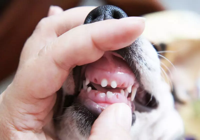 Dalmaçyalı (89 fotoğraf): yavru ve yetişkin köpeklerin açıklaması, cins doğanın özellikleri. yöntemlerini karakteristik. Mülkiyet yorumlar 12249_56