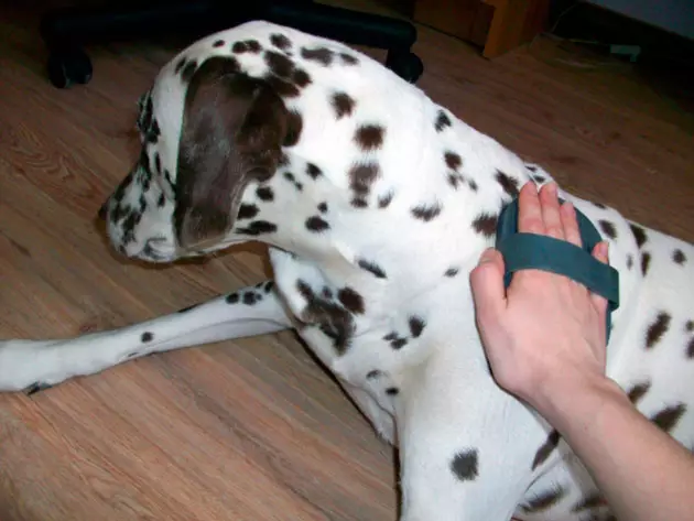 Dalmation (89 foto's): Beskrywing van hondjies en volwasse honde, die eienskappe van die aard van die ras. Kenmerkend van methots. Eienaar se resensies 12249_57