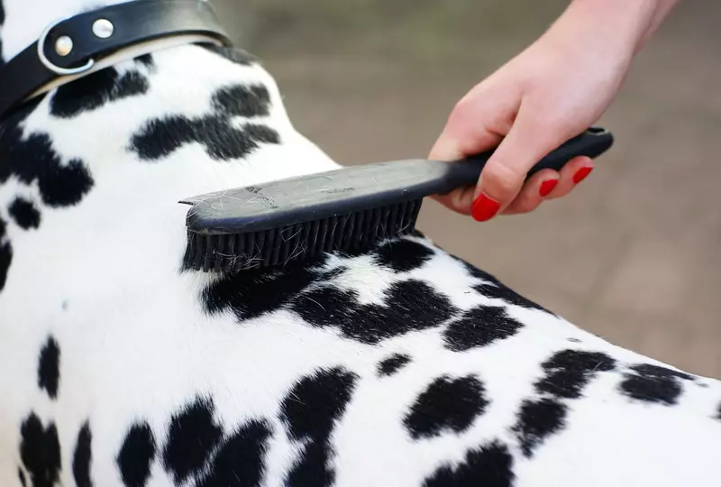 Dalmation (89 foto's): Beskrywing van hondjies en volwasse honde, die eienskappe van die aard van die ras. Kenmerkend van methots. Eienaar se resensies 12249_58