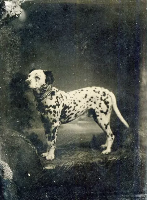 Dalmatian (89 รูป): คำอธิบายของลูกสุนัขและสุนัขสำหรับผู้ใหญ่ลักษณะของธรรมชาติของสายพันธุ์ ลักษณะของ methots ความคิดเห็นกรรมสิทธิ์ 12249_6