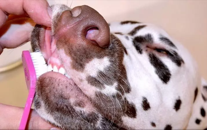 Dalmatian (89 foto): Deskripsyon puppies ak chen granmoun, karakteristik sa yo nan nati a nan kwaze la. Karakteristik nan methots. Pwopriyetè Reviews 12249_62