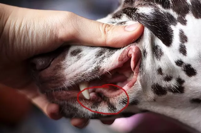 Dalmaçyalı (89 fotoğraf): yavru ve yetişkin köpeklerin açıklaması, cins doğanın özellikleri. yöntemlerini karakteristik. Mülkiyet yorumlar 12249_63