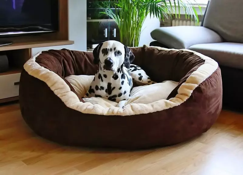 Dalmatian (89 รูป): คำอธิบายของลูกสุนัขและสุนัขสำหรับผู้ใหญ่ลักษณะของธรรมชาติของสายพันธุ์ ลักษณะของ methots ความคิดเห็นกรรมสิทธิ์ 12249_67