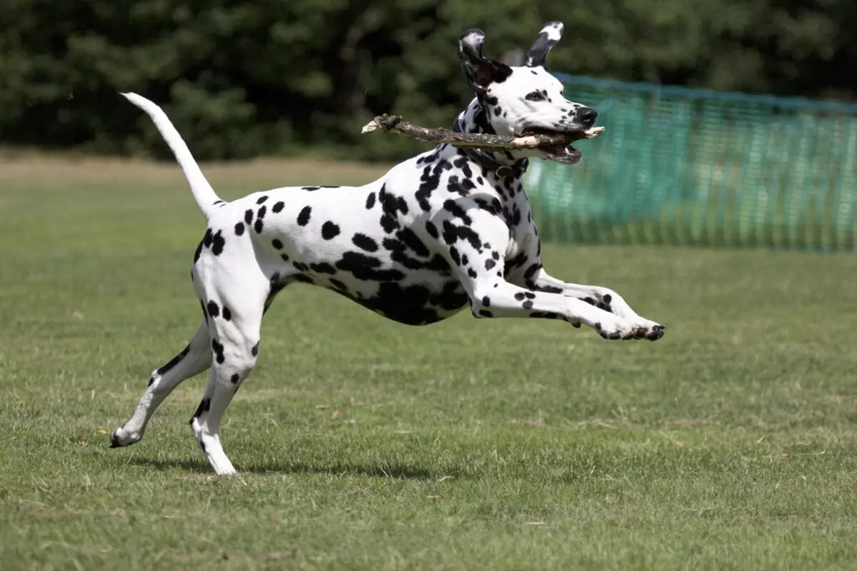 Dalmatian (89 사진) : 강아지와 성인 개 설명, 품종의 성격의 특성. 메텐의 특성. 소유권 리뷰 12249_69