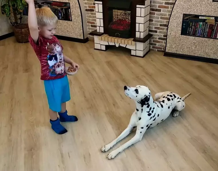 Dalmatian (89 รูป): คำอธิบายของลูกสุนัขและสุนัขสำหรับผู้ใหญ่ลักษณะของธรรมชาติของสายพันธุ์ ลักษณะของ methots ความคิดเห็นกรรมสิทธิ์ 12249_72