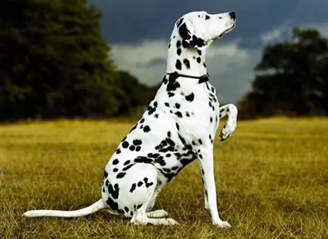 Dalmatian (89 foto): Deskripsyon puppies ak chen granmoun, karakteristik sa yo nan nati a nan kwaze la. Karakteristik nan methots. Pwopriyetè Reviews 12249_73
