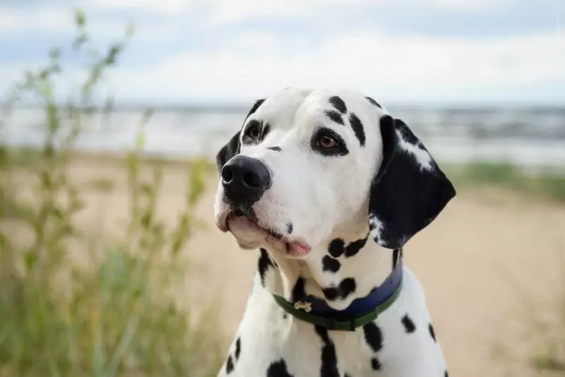 Dalmatian (89 사진) : 강아지와 성인 개 설명, 품종의 성격의 특성. 메텐의 특성. 소유권 리뷰 12249_76