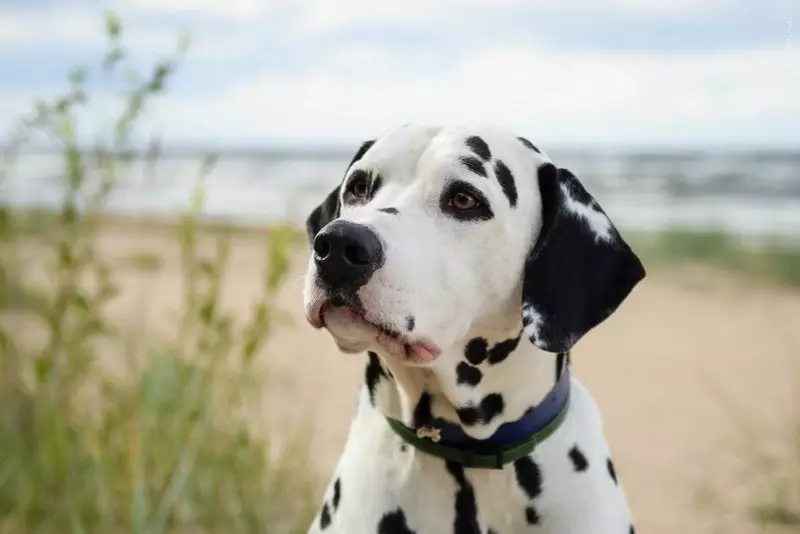 Dalmatian (89 รูป): คำอธิบายของลูกสุนัขและสุนัขสำหรับผู้ใหญ่ลักษณะของธรรมชาติของสายพันธุ์ ลักษณะของ methots ความคิดเห็นกรรมสิทธิ์ 12249_76