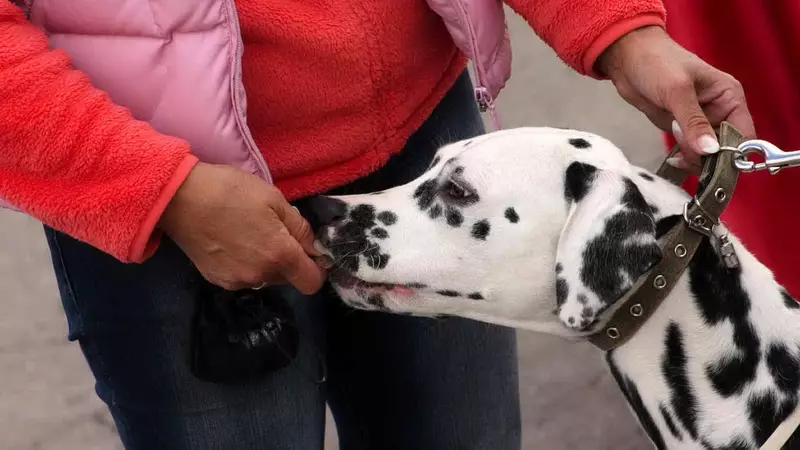 Dalmatian (89 foto): Deskripsyon puppies ak chen granmoun, karakteristik sa yo nan nati a nan kwaze la. Karakteristik nan methots. Pwopriyetè Reviews 12249_77