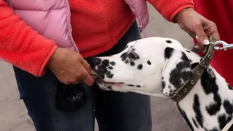 Dalmation (89 foto's): Beskrywing van hondjies en volwasse honde, die eienskappe van die aard van die ras. Kenmerkend van methots. Eienaar se resensies 12249_77