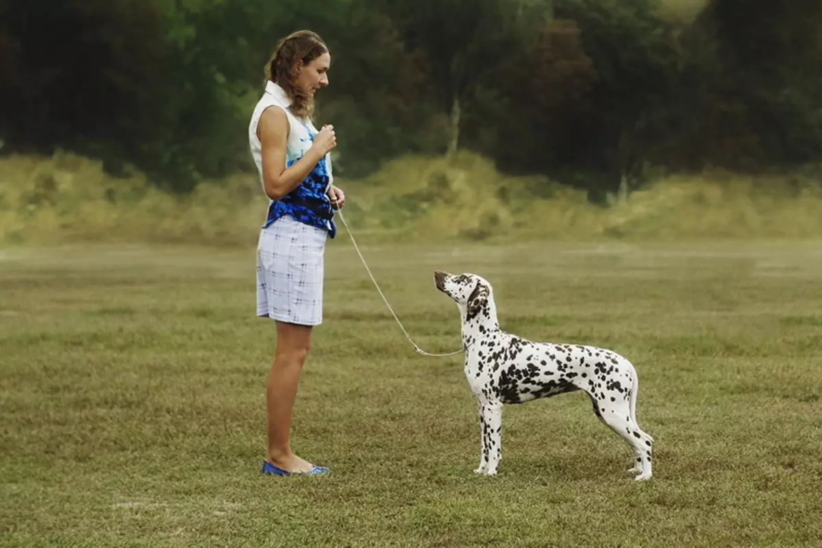 Dalmation (89 foto's): Beskrywing van hondjies en volwasse honde, die eienskappe van die aard van die ras. Kenmerkend van methots. Eienaar se resensies 12249_81