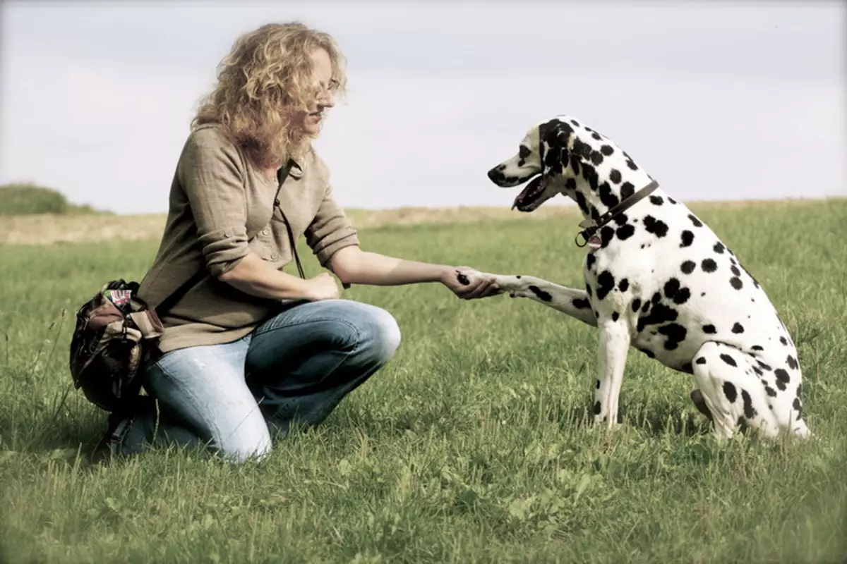 Dalmatian (89 عکس): شرح توله سگ ها و سگ های بزرگسالان، ویژگی های ماهیت نژاد. مشخصه متوس ها بررسی مالکیت 12249_82