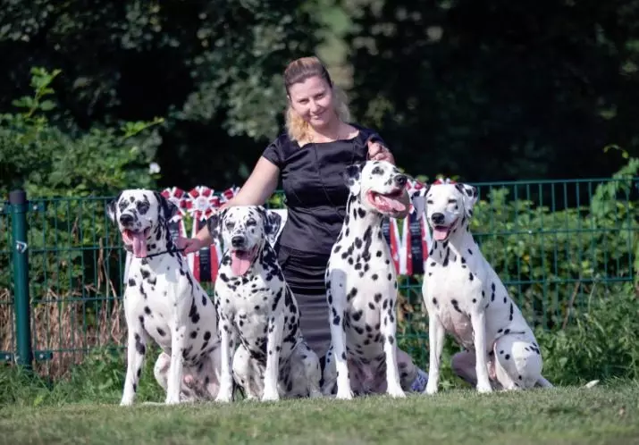 Dalmatian (89 รูป): คำอธิบายของลูกสุนัขและสุนัขสำหรับผู้ใหญ่ลักษณะของธรรมชาติของสายพันธุ์ ลักษณะของ methots ความคิดเห็นกรรมสิทธิ์ 12249_85