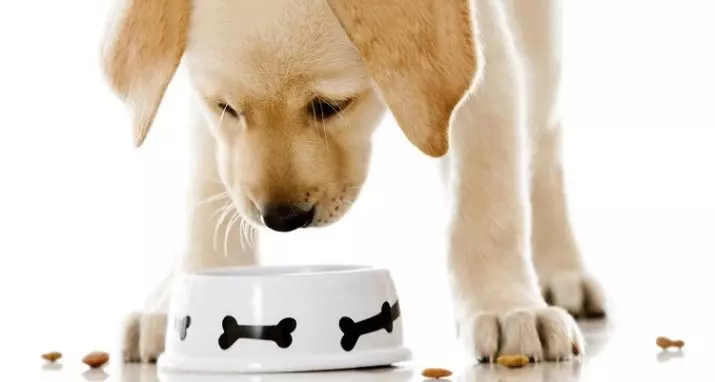 საკვები puppies: შემიძლია შესანახი puppies ერთად საკვები ზრდასრული ძაღლების? როგორ ავირჩიოთ საუკეთესო? 12250_14