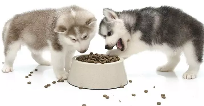 საკვები puppies: შემიძლია შესანახი puppies ერთად საკვები ზრდასრული ძაღლების? როგორ ავირჩიოთ საუკეთესო? 12250_15