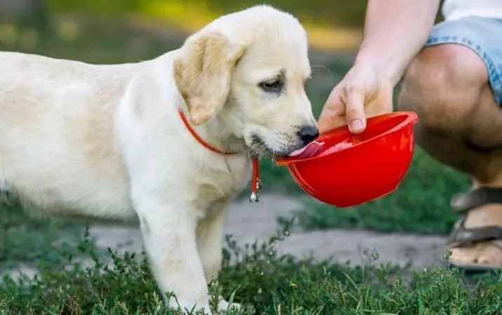 Kadaharan pikeun puppies: Dupi abdi tiasa puppies feed dahareun pikeun anjing sawawa? Kumaha milih anu pangsaéna? 12250_16