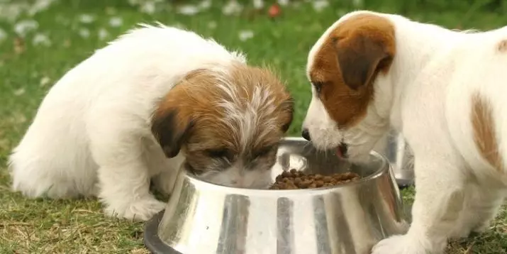 საკვები puppies: შემიძლია შესანახი puppies ერთად საკვები ზრდასრული ძაღლების? როგორ ავირჩიოთ საუკეთესო? 12250_17