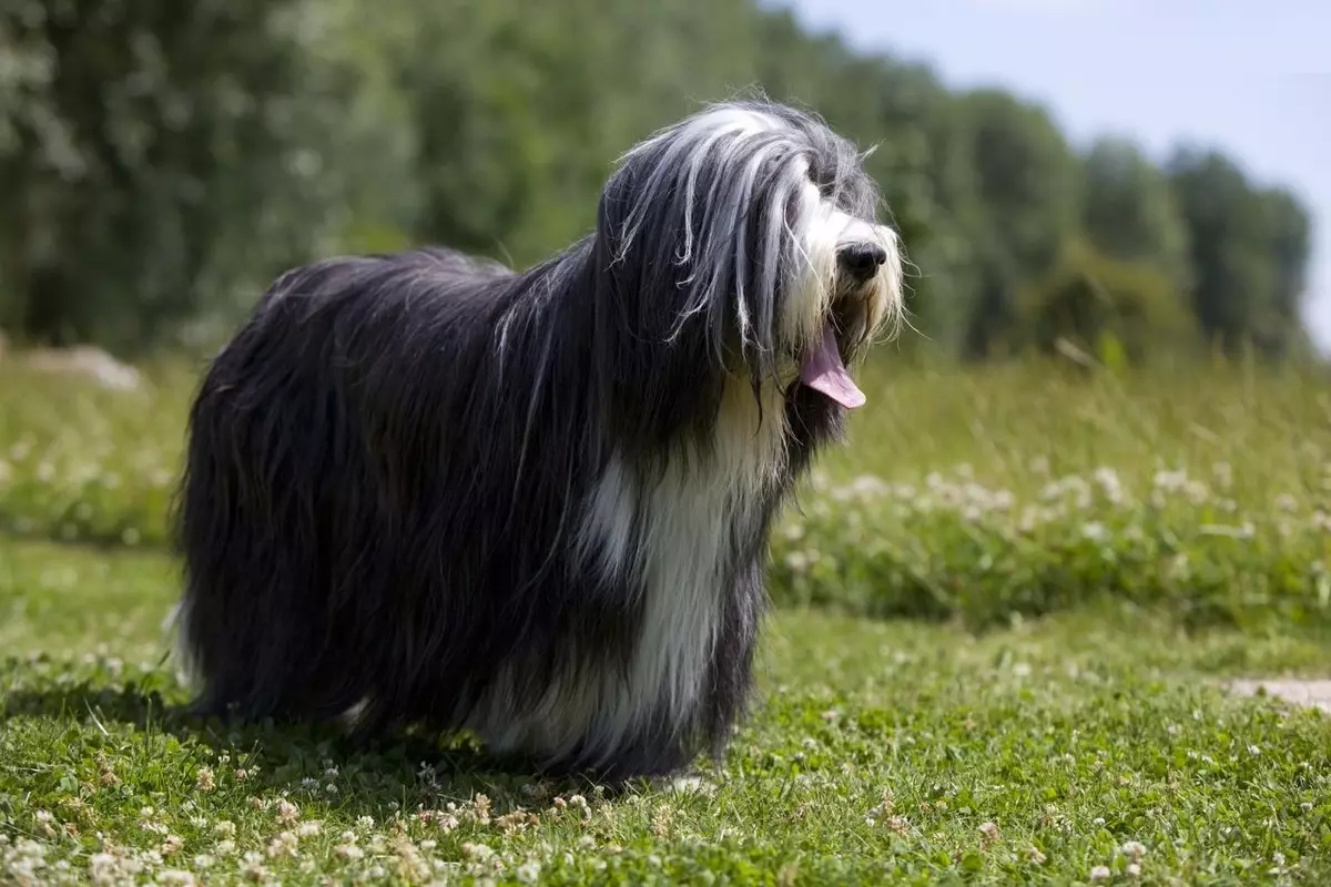 Barbuto collie (38 foto): Descrizione della razza dei cani 